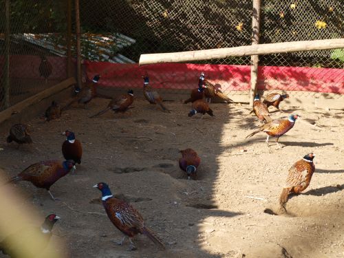 Chov bažantí zvěře Chov bažantí zvěře