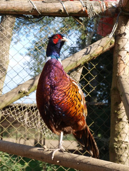 Bažant obecný Bažant obecný